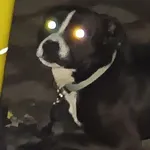 Znaleziono psa, Radom, 18 stycznia 2025