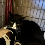 Gabryś trafili do schroniska wraz ze swoją siostrą Agatką po śmierci swojej właścicielki. Co za ból… Jak im wytłumaczyć to wszystko? My nie umiemy. Agatka (biała w czarne łatki) bardzo wspiera swoje