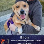 Pies do adopcji, Dębniak, 19 stycznia 2025