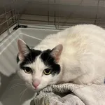 Agatka i Gabryś trafili do schroniska po śmierci swojej właścicielki. Co za ból... Jak im wytłumaczyć to wszystko? My nie umiemy. Agatka (biała, w czarne łatki) ma około 6 lat i jest bardziej otwart