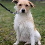 Znaleziono psa, Grudziądz, 28 listopada 2024