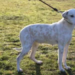 Pies do adopcji, Grudziądz, 8 stycznia 2025