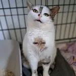 Znaleziono kota, Sosnowiec, 22 stycznia 2025