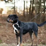 Pies do adopcji, Nowodwór, 24 stycznia 2025