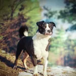 Pies do adopcji, Nowodwór, 24 stycznia 2025