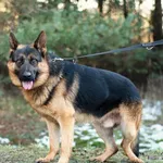 Pies do adopcji, Nowodwór, 24 stycznia 2025