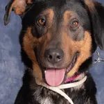 Pies do adopcji, Gdańsk, 5 grudnia 2025