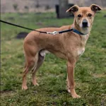 Znaleziono psa, Grudziądz, 29 lipca 2024