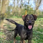 Znaleziono psa, Grudziądz, 12 sierpnia 2023