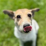 Płeć: Samica Rasa: Mieszaniec Rok urodzenia: 2021 Wielkość: Średni Waga: 12 kg Numer ewidencyjny: 5/2025 Kastracja: Tak Szczepienie: Tak Czip: Tak Charakter: Wesoły, energiczny.