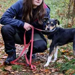 Pies do adopcji, Grudziądz, 12 sierpnia 2024