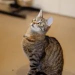 Kot do adopcji, Częstochowa, 8 lipca 2024