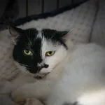 Lady Złotowąsa 18/2025