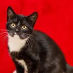 Kot do adopcji, Elbląg, 29 października 2024