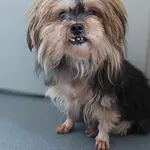 Znaleziono psa, Lublin, 27 stycznia 2025