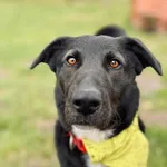 Pies do adopcji, Piła, 16 maja 2024