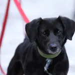 Pies do adopcji, Piła, 8 czerwca 2024