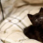 Kot do adopcji, Elbląg, 30 października 2024