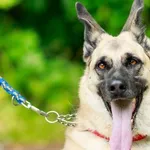 Pies do adopcji, Elbląg, 12 lipca 2024