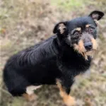 Znaleziono psa, Lublin, 28 stycznia 2025