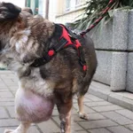 Znaleziono psa, Łódź, 29 stycznia 2025