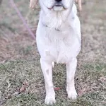 Znaleziono psa, Lublin, 30 stycznia 2025