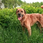 Pies do adopcji, Henrykowo, 17 września 2024