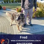 Fred