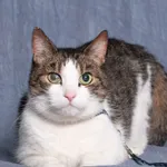 FRANCISZKA