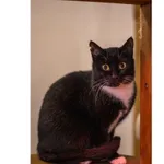 Znaleziono kota, Białystok, 2 stycznia 2024