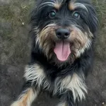 Pies do adopcji, Włocławek, 11 grudnia 2025