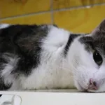 Znaleziono kota, Łódź, 31 stycznia 2025