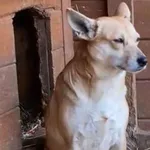 Pies do adopcji, Głowno, 31 stycznia 2025