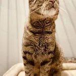 Kot do adopcji, Szczecin, 13 października 2024