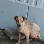 Samba