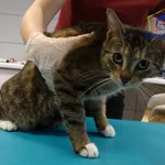 Znaleziono kota, Szczecin, 1 lutego 2025