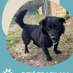 Znaleziono psa, Dąbrówka, 1 lutego 2025