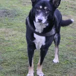 Pies do adopcji, Grudziądz, 21 stycznia 2025