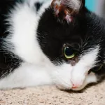 Leonardo - rezerwacja