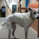 Znaleziono psa, Gdańsk, 1 lutego 2025