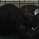 Znaleziono kota, Toruń, 31 stycznia 2025