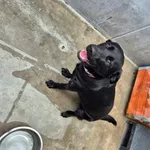 Znaleziono psa, Lublin, 1 lutego 2025