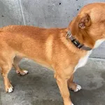 Znaleziono psa, Lublin, 31 stycznia 2025