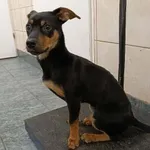 Znaleziono psa, Toruń, 31 stycznia 2025