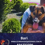 Pies do adopcji, Dębniak, 31 stycznia 2025