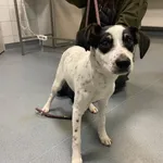 Znaleziono psa, Lublin, 31 stycznia 2025