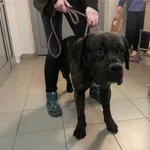 Znaleziono psa, Lublin, 31 stycznia 2025