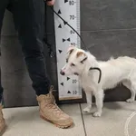 Pies do adopcji, Chełmek, 15 stycznia 2025