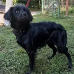 Znaleziono psa, Pieckowo, 5 lutego 2025