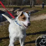 Pies do adopcji, Chełmek, 15 stycznia 2025